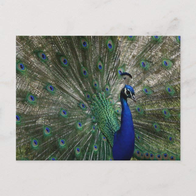 Pfauenpostkarte Postkarte (Vorderseite)