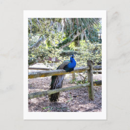 Pfauenpostkarte wiederherstellen postkarte