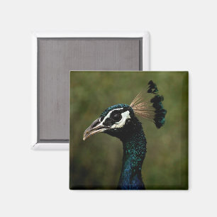 Pfauenprofil Magnet