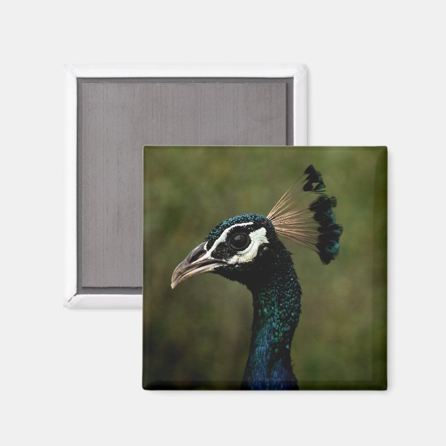 Pfauenprofil Magnet (Vorderseite/Rückseite)