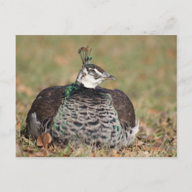 Pfauenschlafend Postkarte (Vorderseite)
