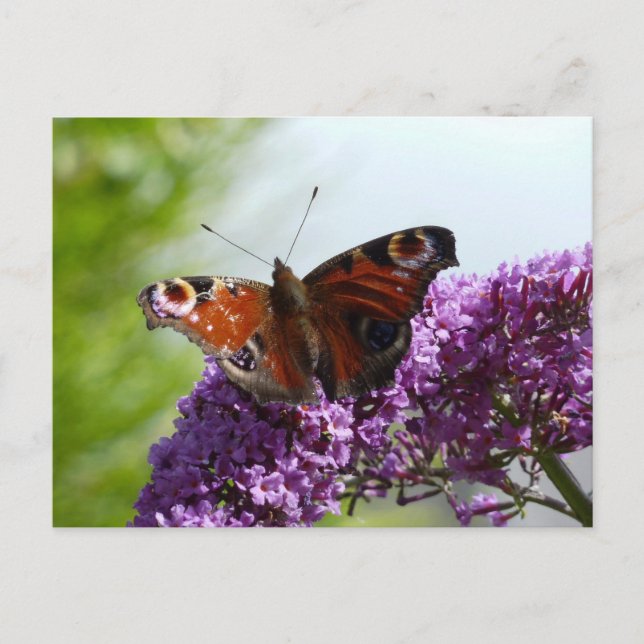 Pfauenschmetterling 2 postkarte (Vorderseite)