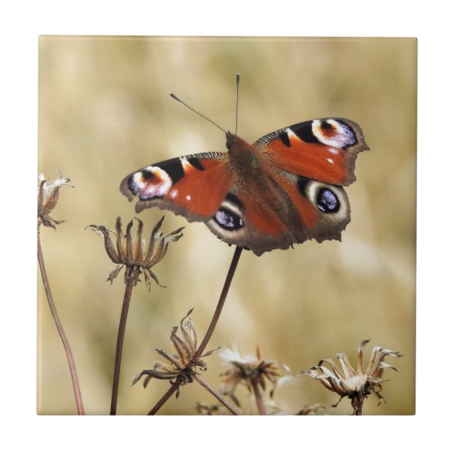Pfauenschmetterling Fliese (Vorderseite)