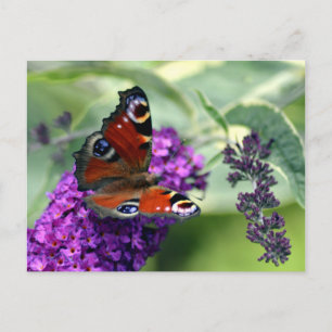 Pfauenschmetterling (Inachis io) Postkarte