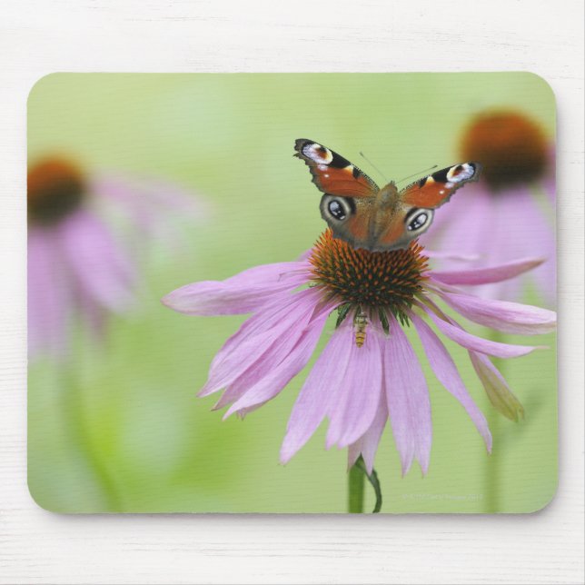 Pfauenschmetterling (Inachis io), Trinknektar Mousepad (Vorne)