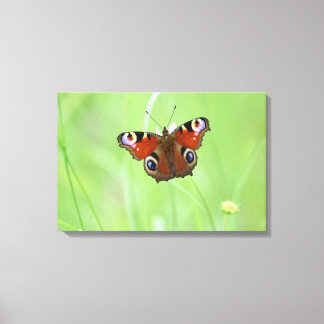 Pfauenschmetterling Leinwanddruck