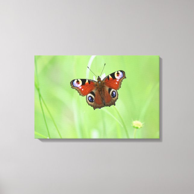 Pfauenschmetterling Leinwanddruck (Vorderseite)