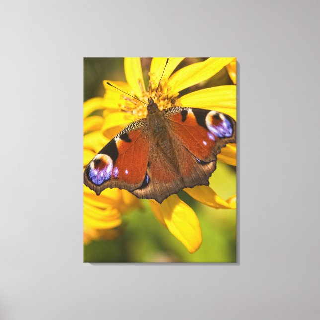 Pfauenschmetterling Leinwanddruck (Vorderseite)