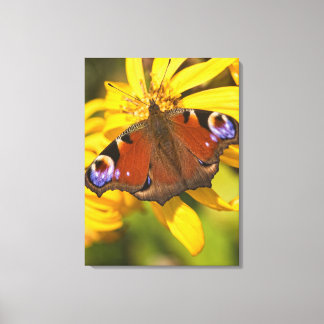Pfauenschmetterling Leinwanddruck