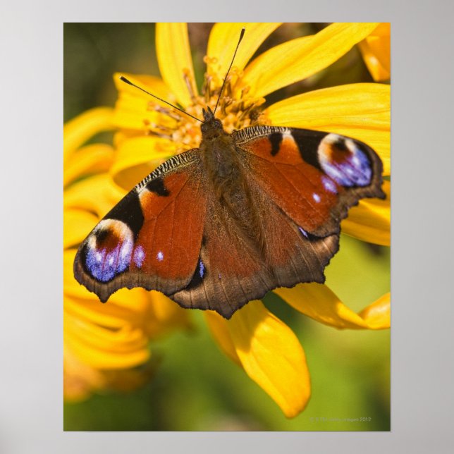 Pfauenschmetterling Poster (Vorne)