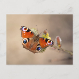 Pfauenschmetterling-Postkarte Postkarte