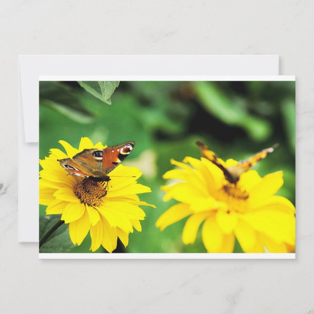 Pfauenschmetterlinge - Einladung (Vorderseite)