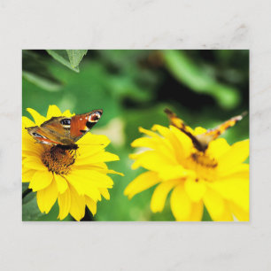 Pfauenschmetterlinge - Postkarte