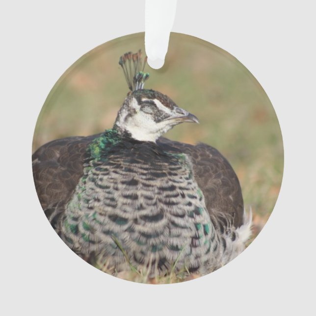 Pfauenschmuck Ornament (Vorderseite)