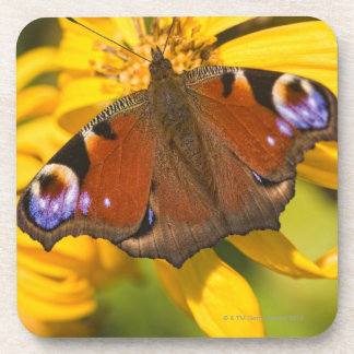 Pfauschmetterling Untersetzer