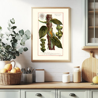 PFEFFER - BOTANISCHE VINTAGE-ILLUSTRATION POSTER
