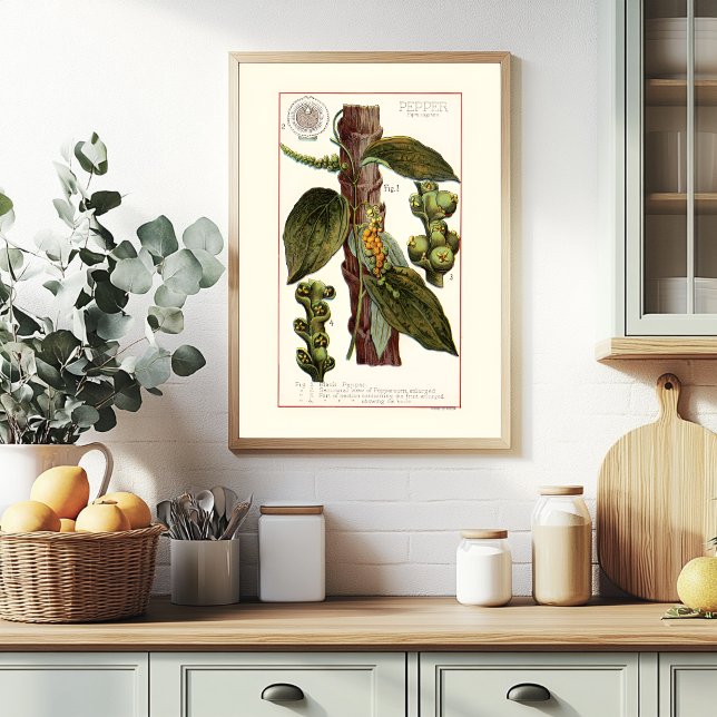 PFEFFER - BOTANISCHE VINTAGE-ILLUSTRATION POSTER (Von Creator hochgeladen)