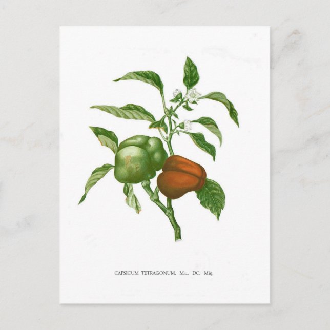 Pfeffer Postkarte (Vorderseite)