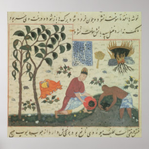 Pfefferbaum Frau-Pers 332 und sich vorbereiten Poster