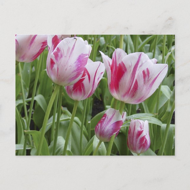 Pfefferminz-gestreifte Tulpen Postkarte (Vorderseite)