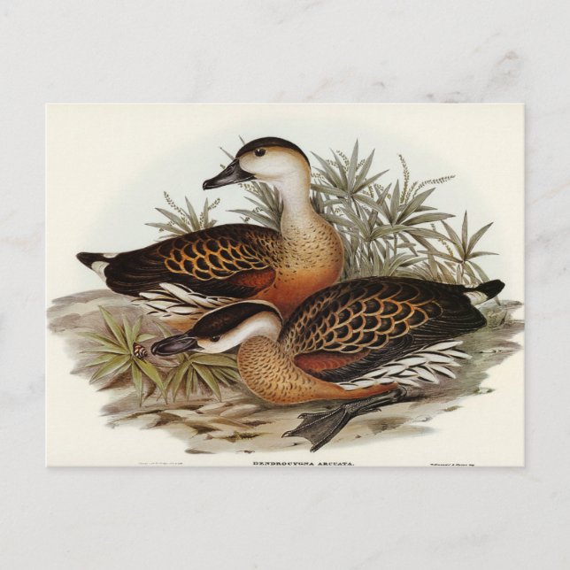 Pfeifen von Enten von Elizabeth Gould Postkarte (Vorderseite)