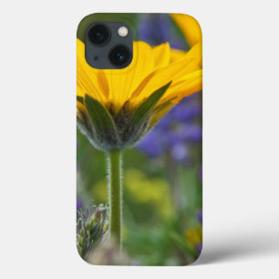 Pfeilblatt-Balsam-Wurzel und Lupine in Frühlingsbl Case-Mate iPhone Hülle
