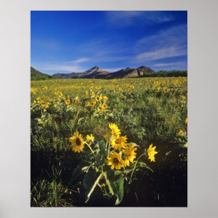 Pfeilblatt-Balsamwurzel-Wildblumen in Waterton 2 Poster