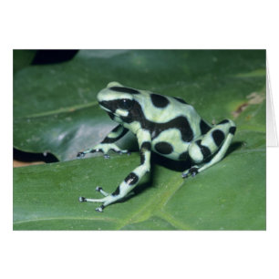 Pfeilgiftfrosch, (Dendrobates auratus) Cahuita