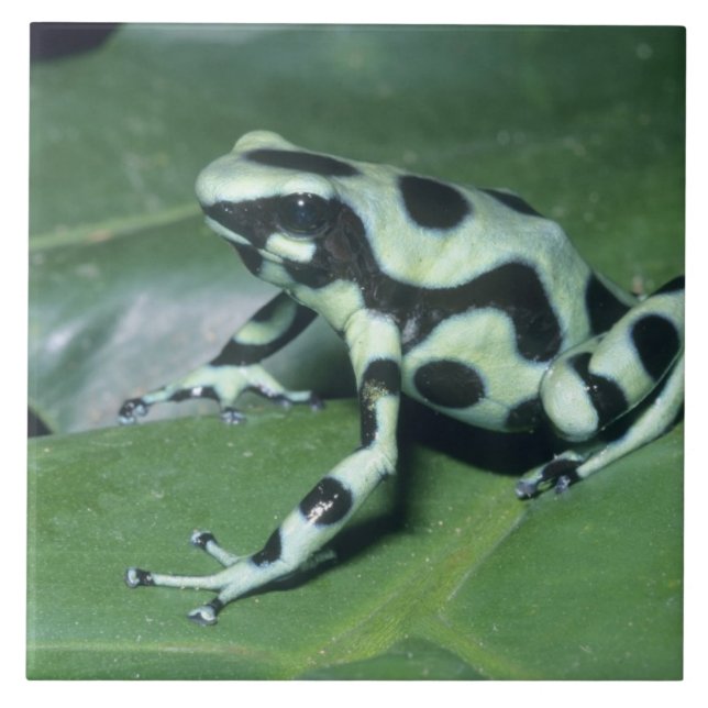Pfeilgiftfrosch, (Dendrobates auratus) Cahuita Fliese (Vorderseite)