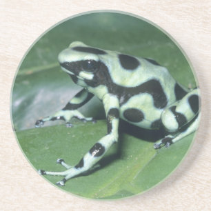 Pfeilgiftfrosch, (Dendrobates auratus) Cahuita Getränkeuntersetzer