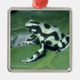 Pfeilgiftfrosch, (Dendrobates auratus) Cahuita Ornament Aus Metall