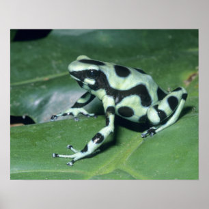 Pfeilgiftfrosch, (Dendrobates auratus) Cahuita Poster