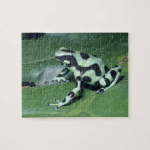 Pfeilgiftfrosch, (Dendrobates auratus) Cahuita Puzzle