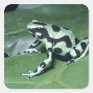 Pfeilgiftfrosch, (Dendrobates auratus) Cahuita Quadratischer Aufkleber