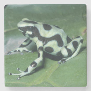 Pfeilgiftfrosch, (Dendrobates auratus) Cahuita Steinuntersetzer