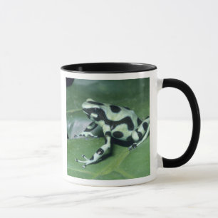 Pfeilgiftfrosch, (Dendrobates auratus) Cahuita Tasse