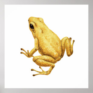 Pfeilgiftfrosch Poster
