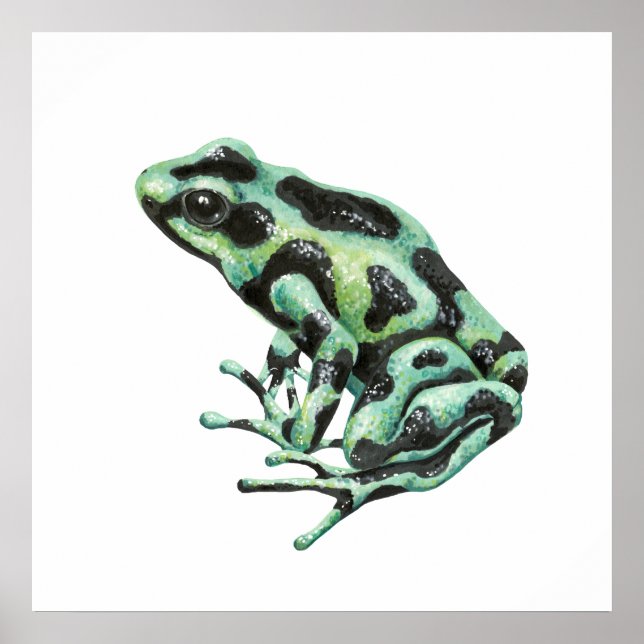 Pfeilgiftfrosch Poster (Vorne)