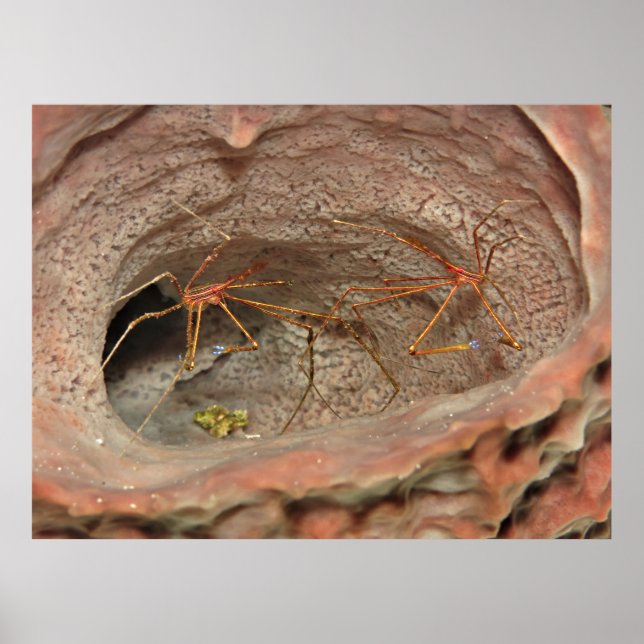 Pfeilkrebse in einem Barrel Schwamm Poster (Vorne)