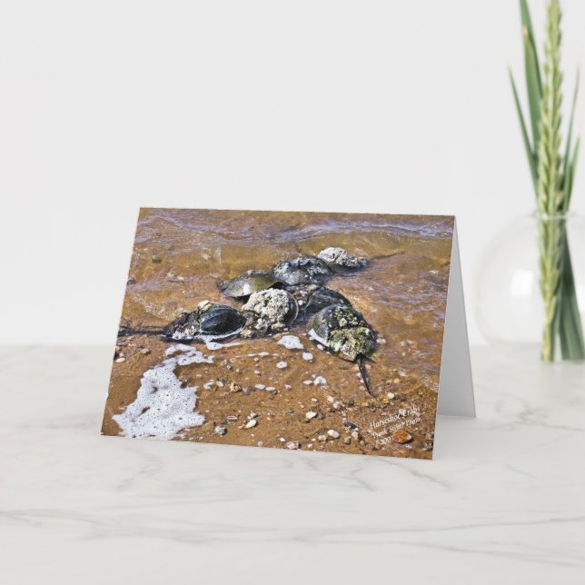 Pfeilschwanzkrebs-Gruß-Karte - Innere-freier Raum Karte (Vorderseite)