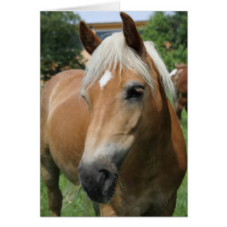 Pferd