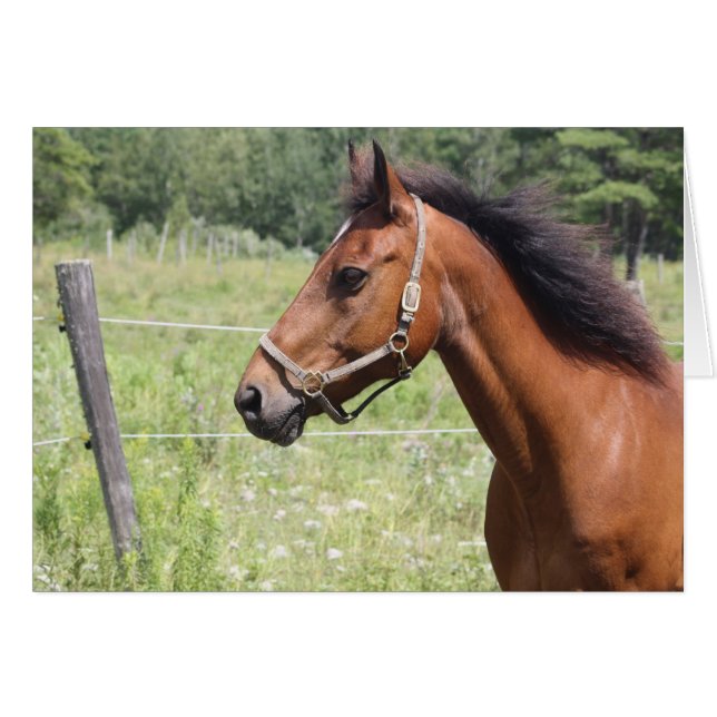 Pferd (Vorderseite (Horizontal))