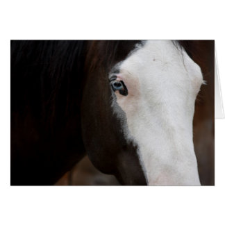 Pferd