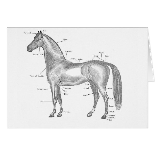 Pferd (Vorderseite (Horizontal))