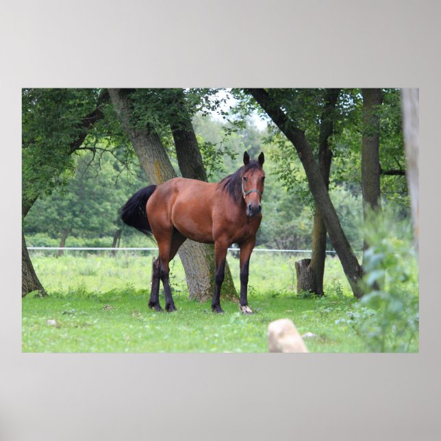 Pferd - 2037 poster (Vorne)