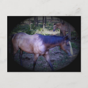 Pferd 2 Postkarte