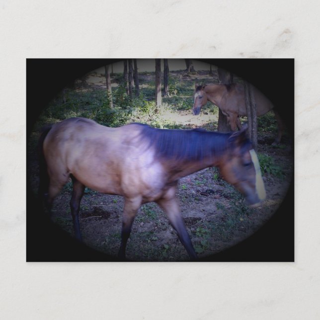 Pferd 2 Postkarte (Vorderseite)