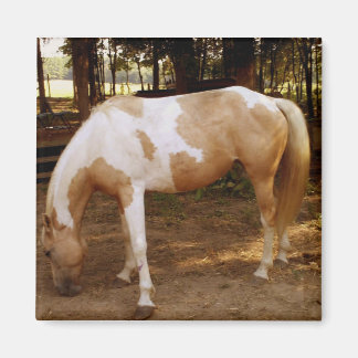 Pferd 3, Magnet