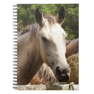 Pferd 4 Notebook Notizblock