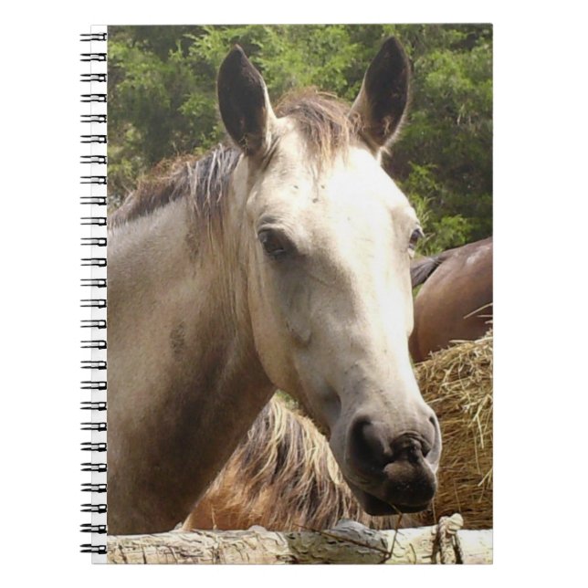 Pferd 4 Notebook Notizblock (Vorderseite)
